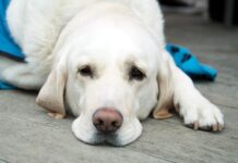 Осторожно: бешенство рядом!