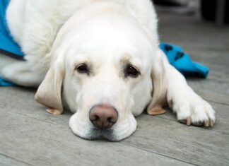 Осторожно: бешенство рядом!