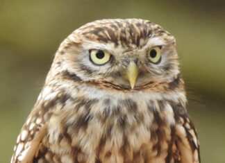 Филин — помощник лешего