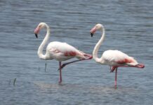 На пензенской земле поселились фламинго