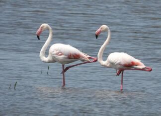 На пензенской земле поселились фламинго