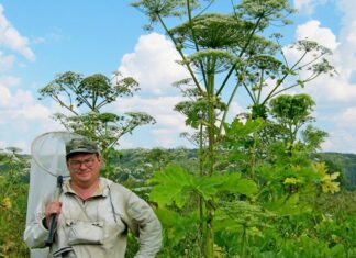 Всем дачникам придется уничтожать борщевик Сосновского