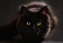 Черный кот стал прививкой любви