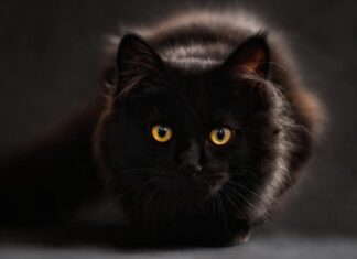 Черный кот стал прививкой любви