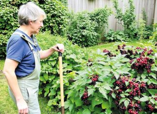 Что можно и нельзя делать на даче с 1 сентября