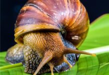 Улитка — древнейший житель планеты