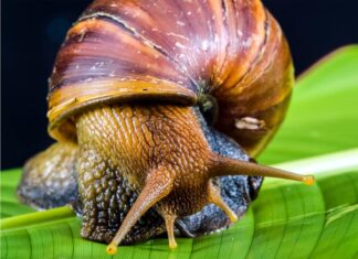 Улитка — древнейший житель планеты