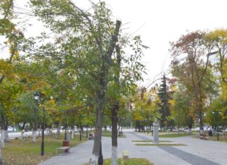 Зеленый щит Пензы уничтожает опасный вредитель