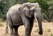 Чего вы еще не знали о слонах
