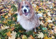 И у дворняжек есть свои праздники в году