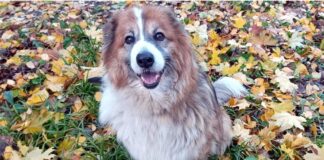 И у дворняжек есть свои праздники в году