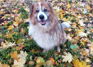 И у дворняжек есть свои праздники в году
