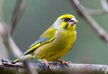 Зеленушка, зеленушка, приглашаю на кормушку!