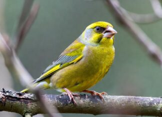 Зеленушка, зеленушка, приглашаю на кормушку!