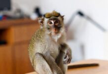 Стоит ли заводить обезьянку дома