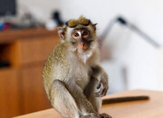Стоит ли заводить обезьянку дома