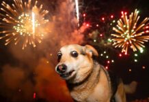 Новый год: кому праздник, кому стресс