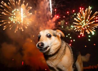 Новый год: кому праздник, кому стресс