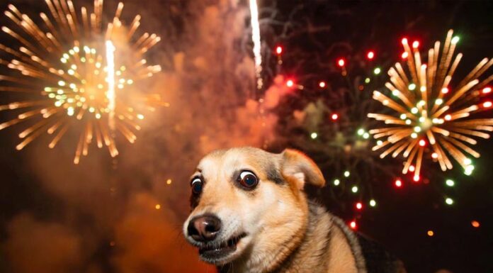 Новый год: кому праздник, кому стресс