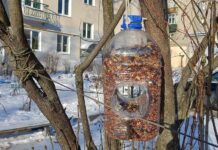 Автоматическая кормушка: птицам — еда каждый день, вам — экономия сил