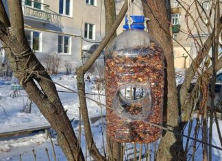 Автоматическая кормушка: птицам — еда каждый день, вам — экономия сил