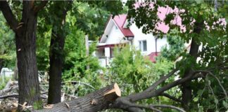 В Пензе возбуждено уголовное дело за вырубку деревьев