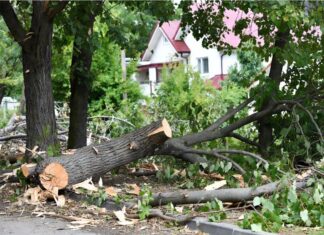 В Пензе возбуждено уголовное дело за вырубку деревьев