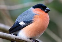 Снегирь — символ зимы