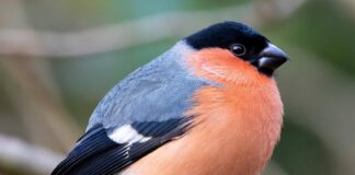 Снегирь — символ зимы