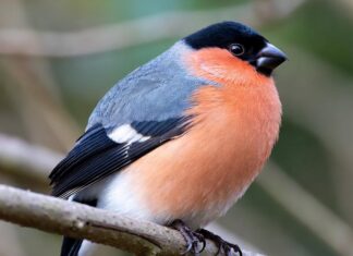 Снегирь — символ зимы