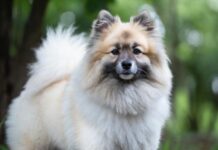 Названы самые популярные породы собак в России в 2025 году