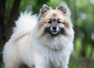 Названы самые популярные породы собак в России в 2025 году