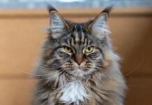 Самые популярные породы кошек в 2025 году