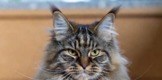 Самые популярные породы кошек в 2025 году