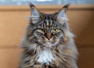 Самые популярные породы кошек в 2025 году