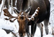 Чем питаются лоси в зимнем лесу