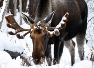 Чем питаются лоси в зимнем лесу