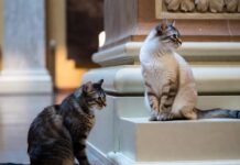 «Эрмиты» охраняют уникальные ценности от крыс и мышей