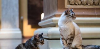 «Эрмиты» охраняют уникальные ценности от крыс и мышей