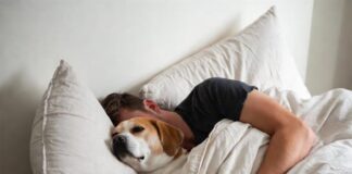 Можно ли позволять собаке валяться в кровати