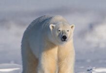 Умка — хозяин Арктики