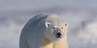 Умка — хозяин Арктики