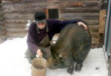 Как Пузырь гуманитарную помощь получил