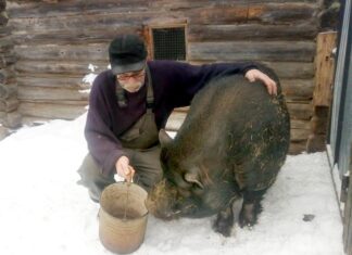 Как Пузырь гуманитарную помощь получил