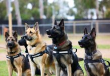 Служебные собаки: правда и вымысел