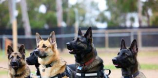 Служебные собаки: правда и вымысел