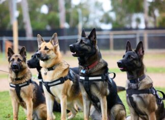 Служебные собаки: правда и вымысел