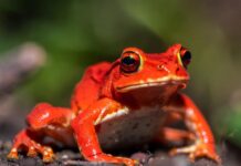 Помидор, который нельзя съесть