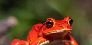 Помидор, который нельзя съесть