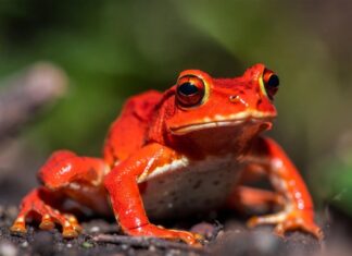 Помидор, который нельзя съесть